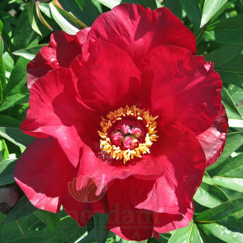Scarlet Heaven