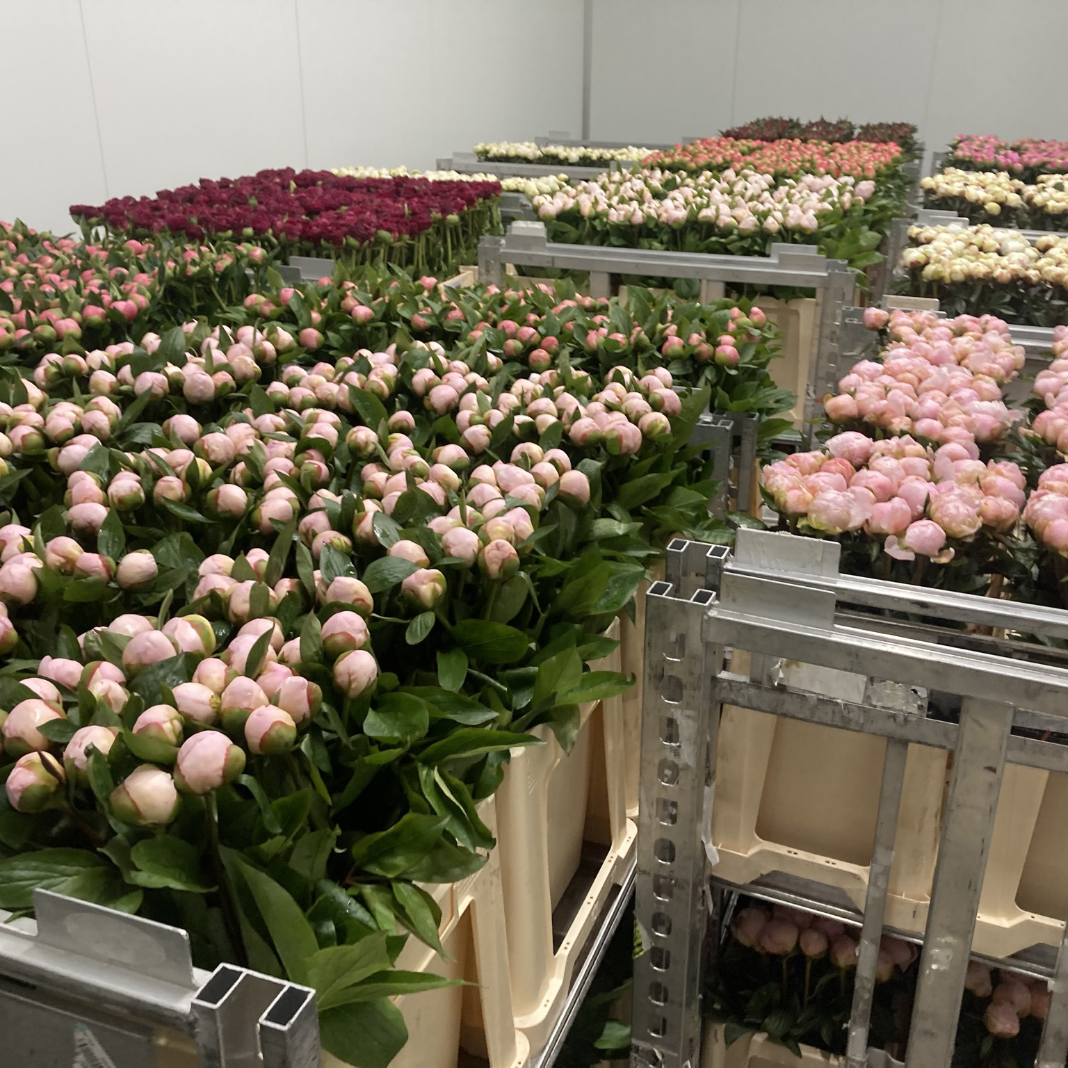 Cut flower assortment